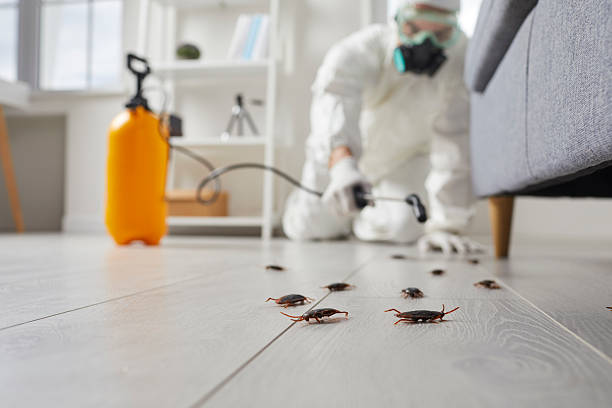 Post-Treatment Bed Bug Interceptor Monitoring in White Oak